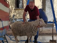 AYYILDIZ Konya Adak Kurban adakçı Adaklı Koyun Fiyatları